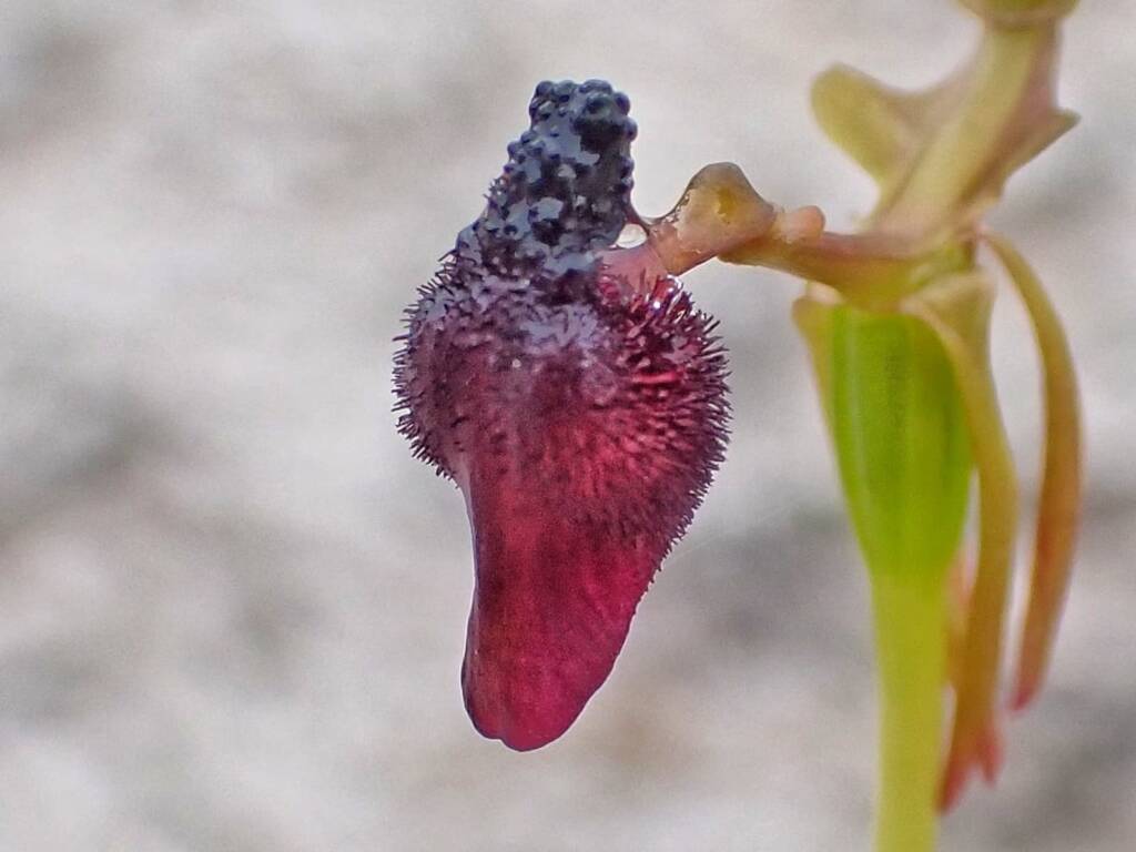 Drakaea glyptodon (King-in-his-carriage Orchid), Stirling Range National Park WA © Terry Dunham