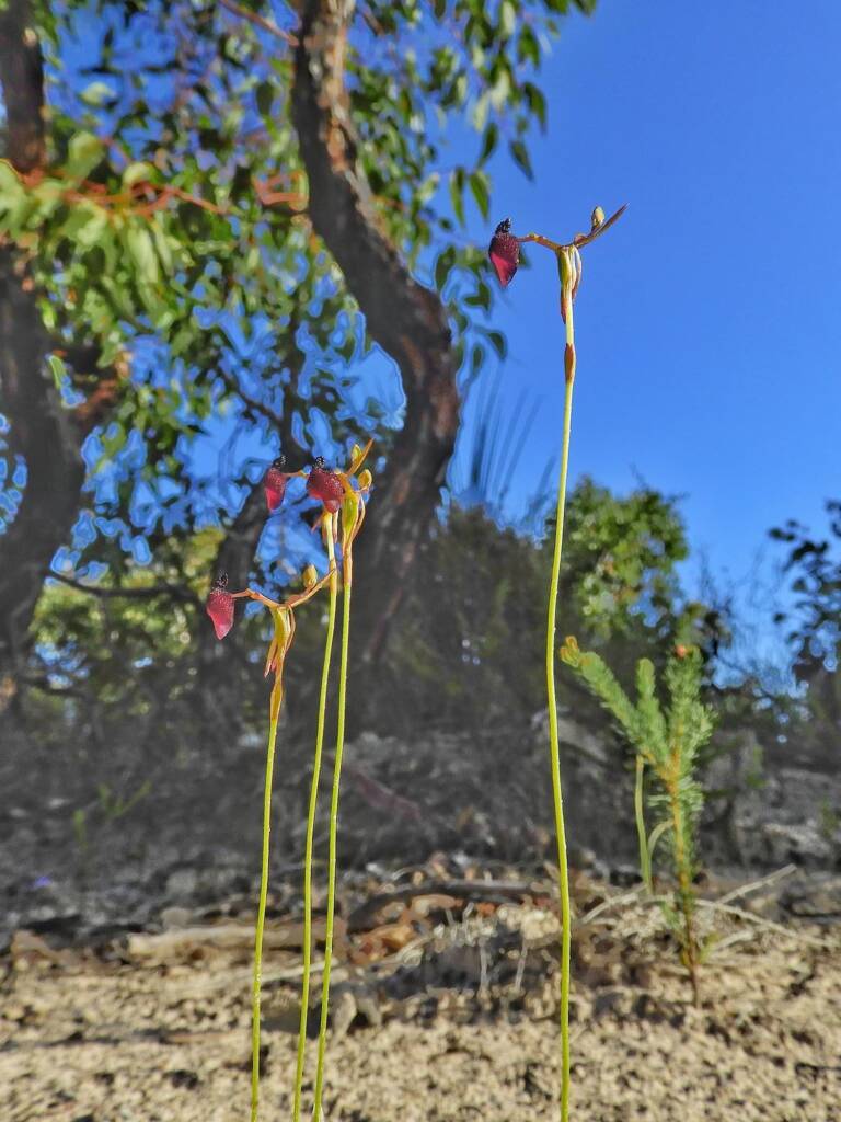 Drakaea glyptodon (King-in-his-carriage Orchid), Stirling Range National Park WA © Terry Dunham