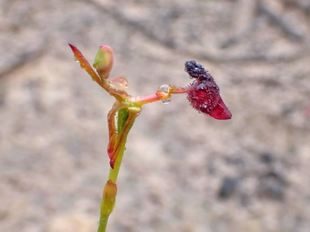 Drakaea glyptodon (King-in-his-carriage Orchid), Stirling Range National Park WA © Terry Dunham