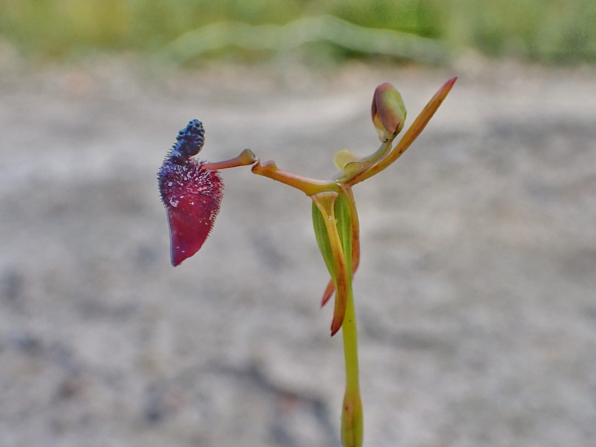 Drakaea glyptodon (King-in-his-carriage Orchid), Stirling Range National Park WA © Terry Dunham