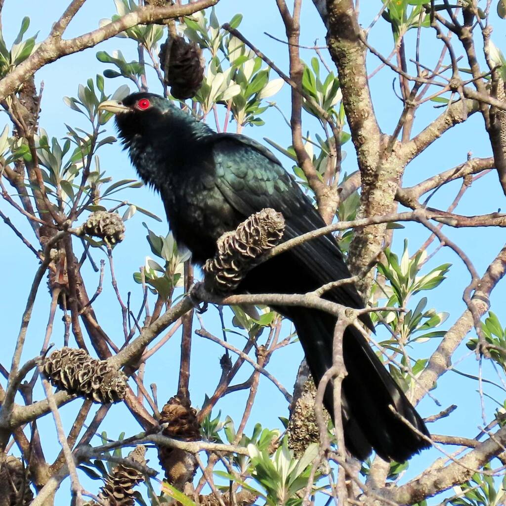 Eastern Australian Koel (Eudynamys orientalis ssp. cyanocephalus) Wallaga Lake NSW © Deb Taylor