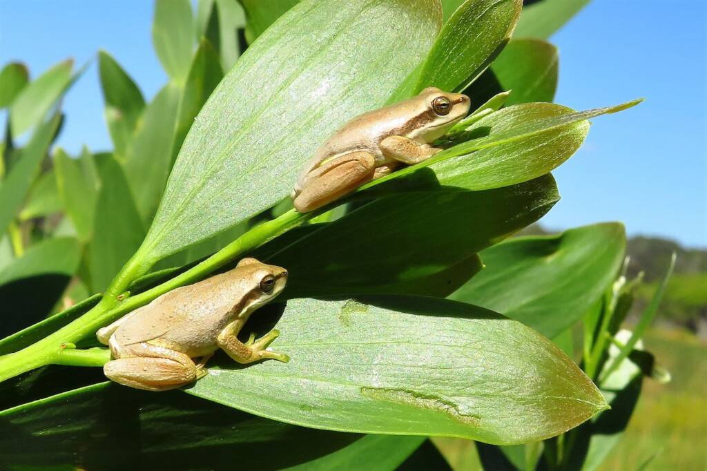 Eastern Dwarf Tree Frog (Litoria fallax), Bega Valley NSW © Deb Taylor