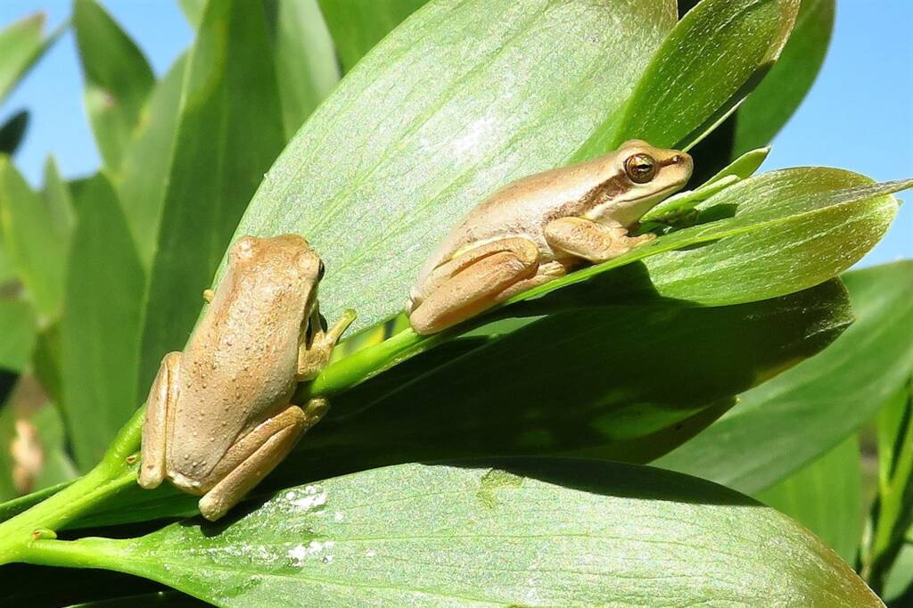 Eastern Dwarf Tree Frog (Litoria fallax), Bega Valley NSW © Deb Taylor