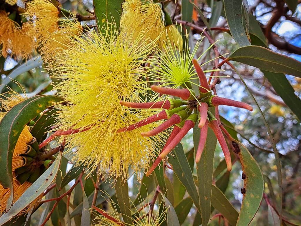 Eucalyptus macrandra (Long-flowered Marlock), Stirling Range National Park WA © Terry Dunham