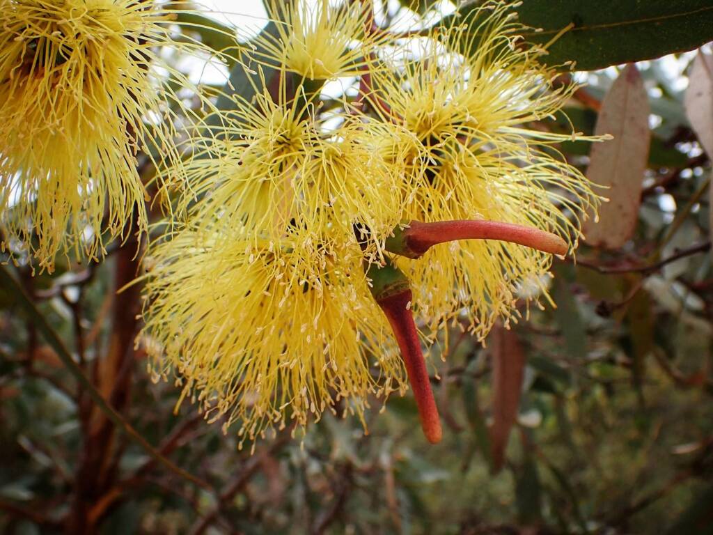 Eucalyptus macrandra (Long-flowered Marlock), Stirling Range National Park WA © Terry Dunham