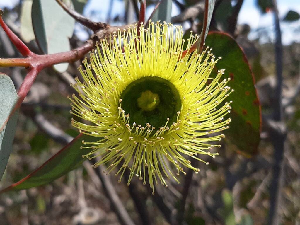 Eucalyptus preissiana (Bell-fruited Mallee), Stirling Range National Park WA © Terry Dunham