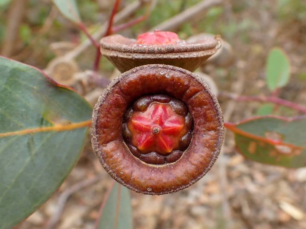 Eucalyptus preissiana (Bell-fruited Mallee), Stirling Range National Park WA © Terry Dunham