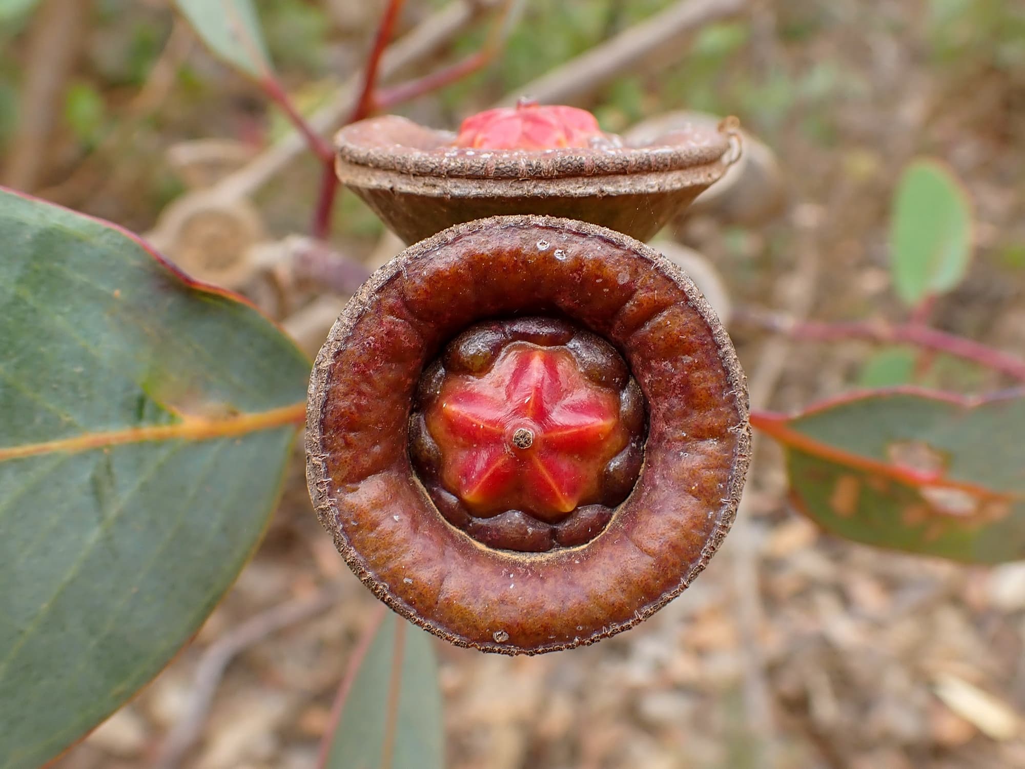Eucalyptus preissiana (Bell-fruited Mallee), Stirling Range National Park WA © Terry Dunham