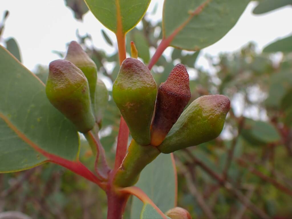 Eucalyptus preissiana (Bell-fruited Mallee), Stirling Range National Park WA © Terry Dunham