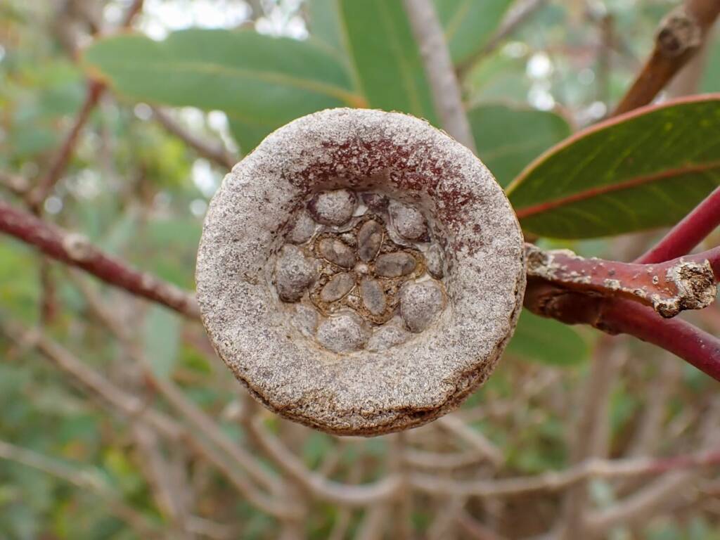Eucalyptus preissiana (Bell-fruited Mallee), Stirling Range National Park WA © Terry Dunham
