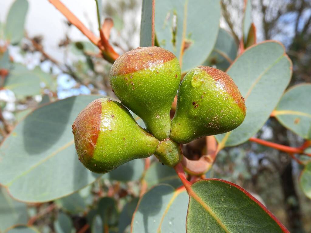 Eucalyptus preissiana (Bell-fruited Mallee), Stirling Range National Park WA © Terry Dunham