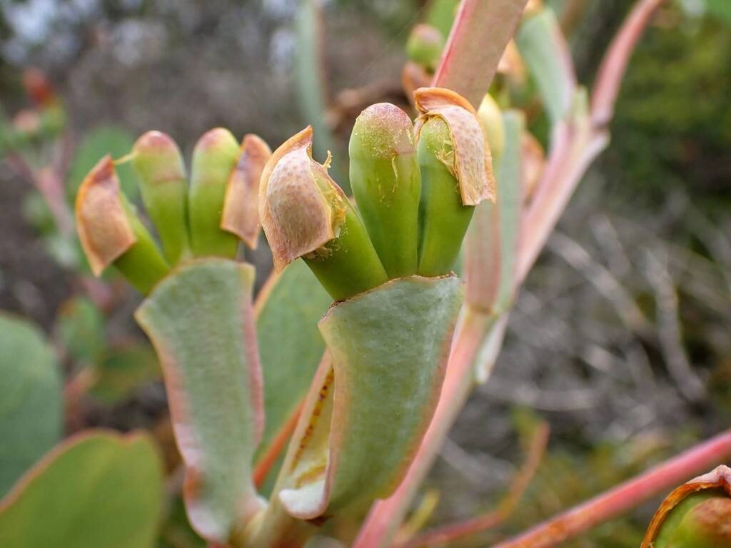 Eucalyptus preissiana (Bell-fruited Mallee), Great Southern Region WA © Terry Dunham