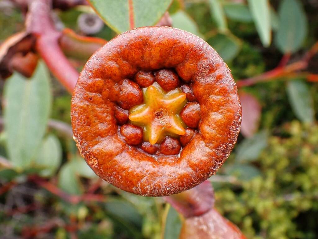 Eucalyptus preissiana (Bell-fruited Mallee), Great Southern Region WA © Terry Dunham