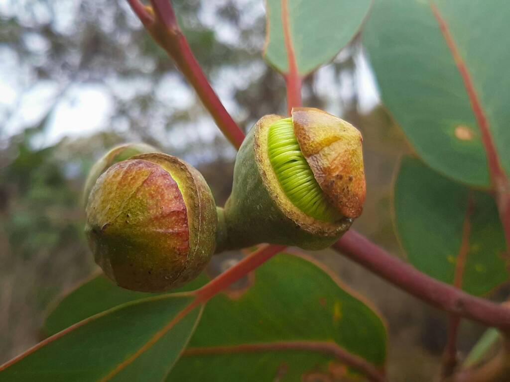 Eucalyptus preissiana (Bell-fruited Mallee), Stirling Range National Park WA © Terry Dunham