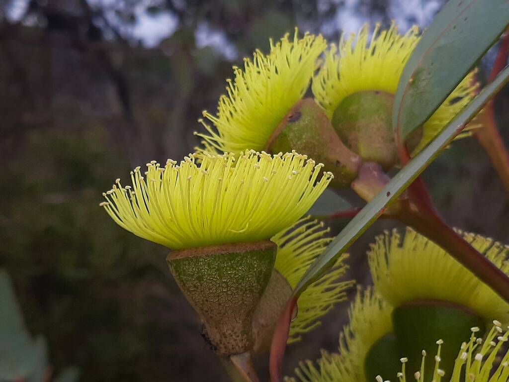 Eucalyptus preissiana (Bell-fruited Mallee), Stirling Range National Park WA © Terry Dunham
