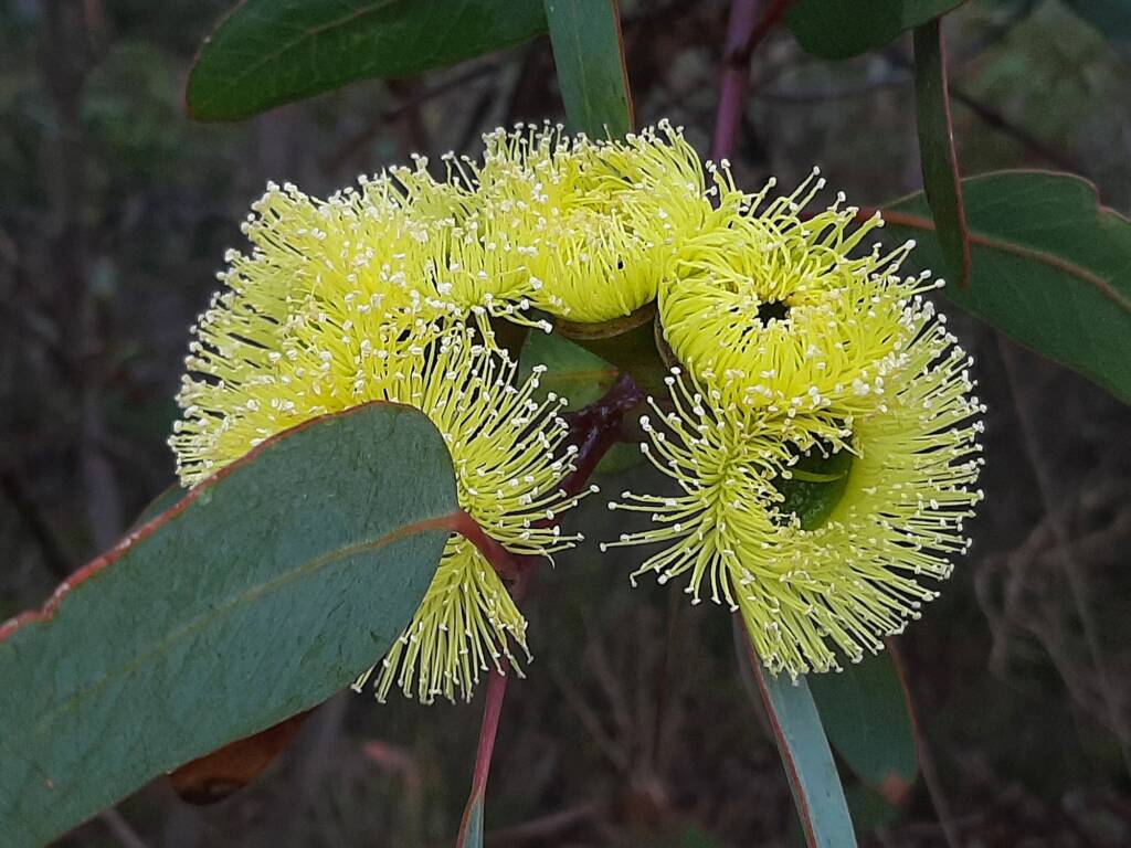Eucalyptus preissiana (Bell-fruited Mallee), Stirling Range National Park WA © Terry Dunham