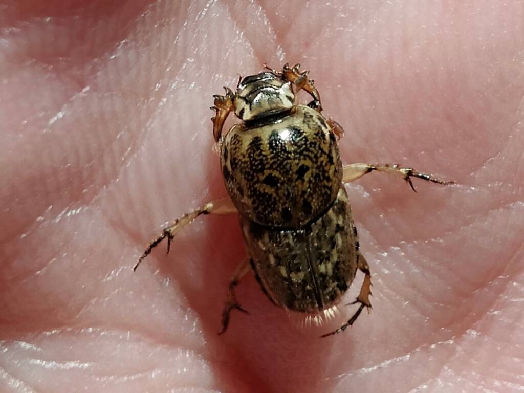 Euoniticellus pallipes (Southern Sandy Dung Beetle), Neergabby WA © Donna Juanita