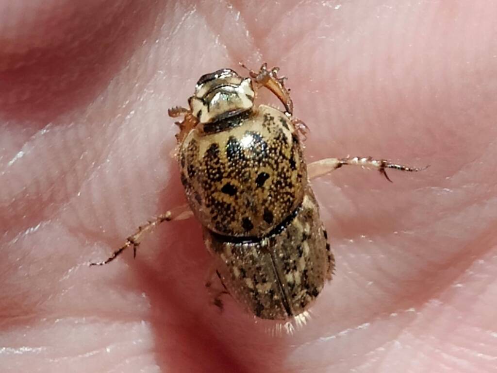 Euoniticellus pallipes (Southern Sandy Dung Beetle), Neergabby WA © Donna Inglis