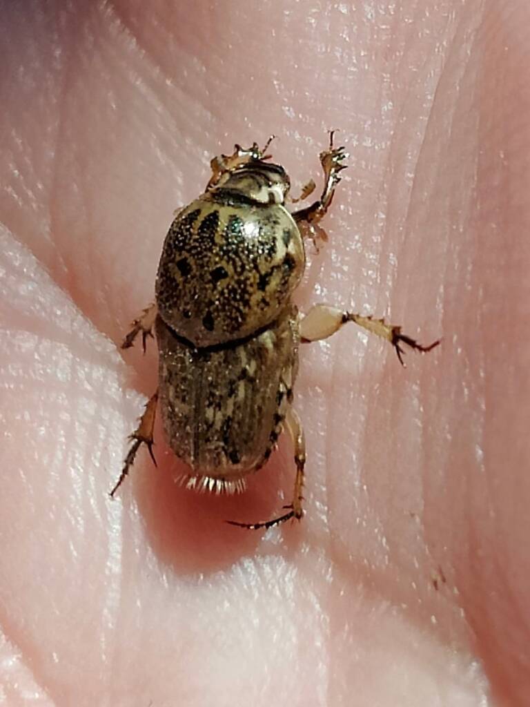 Euoniticellus pallipes (Southern Sandy Dung Beetle), Neergabby WA © Donna Juanita