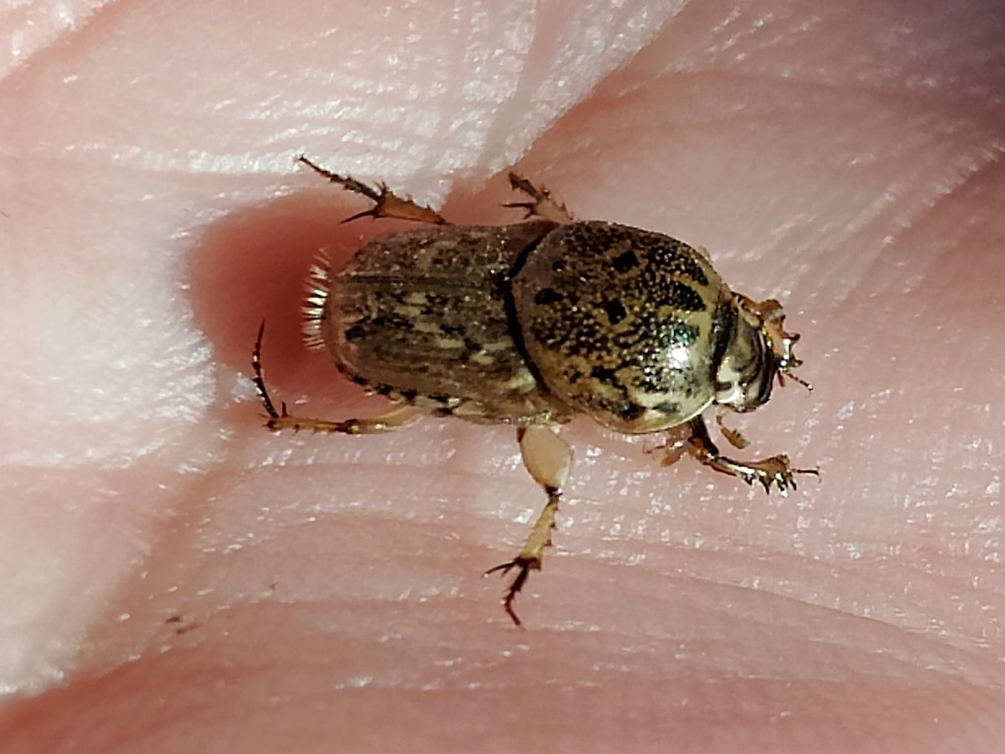 Euoniticellus pallipes (Southern Sandy Dung Beetle), Neergabby WA © Donna Inglis