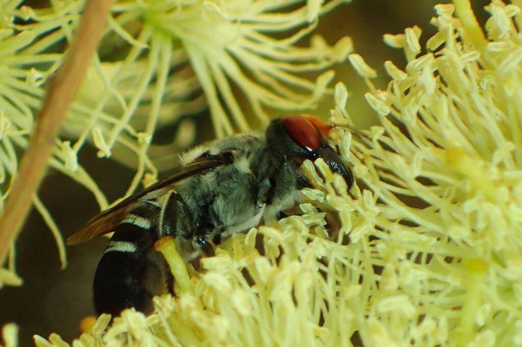 Megachile aurifrons, Geraldton, Midwest WA © Gary Taylor
