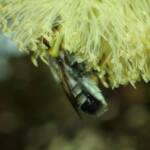 Megachile aurifrons, Geraldton, Midwest WA © Gary Taylor
