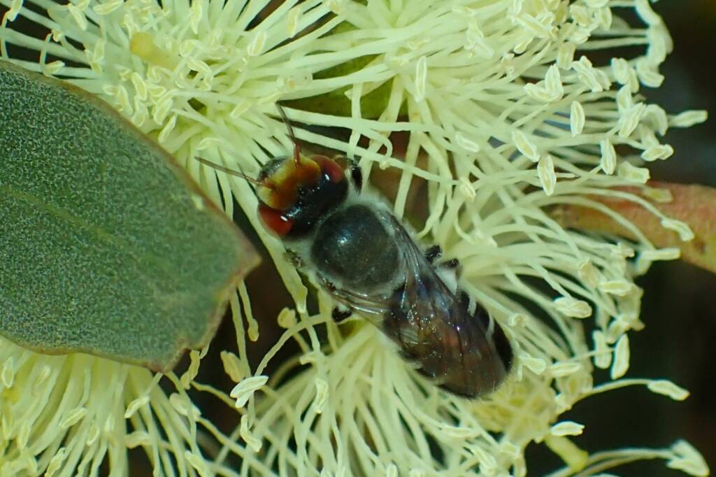 Megachile aurifrons, Geraldton, Midwest WA © Gary Taylor