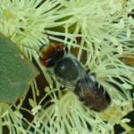 Megachile aurifrons, Geraldton, Midwest WA © Gary Taylor