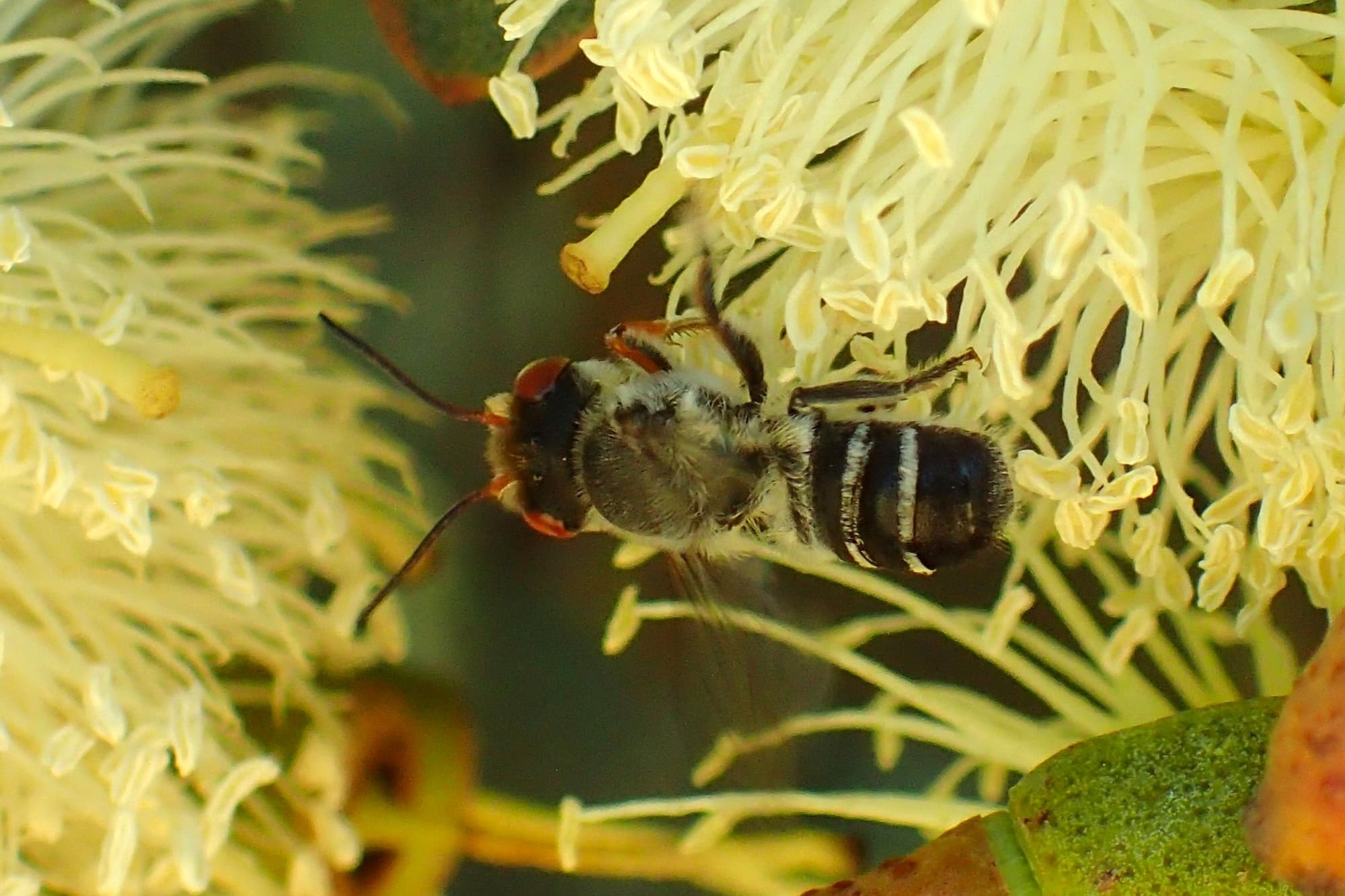 And the flavour of the month goes to… Megachile aurifrons!