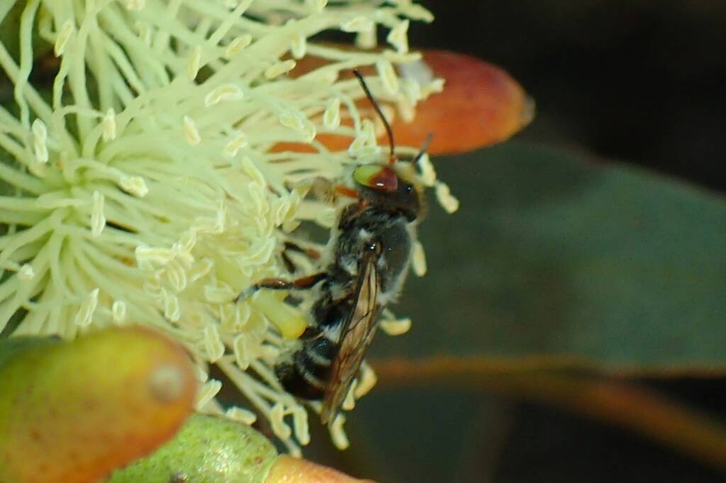 Megachile aurifrons, Geraldton, Midwest WA © Gary Taylor