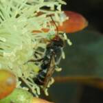 Megachile aurifrons, Geraldton, Midwest WA © Gary Taylor