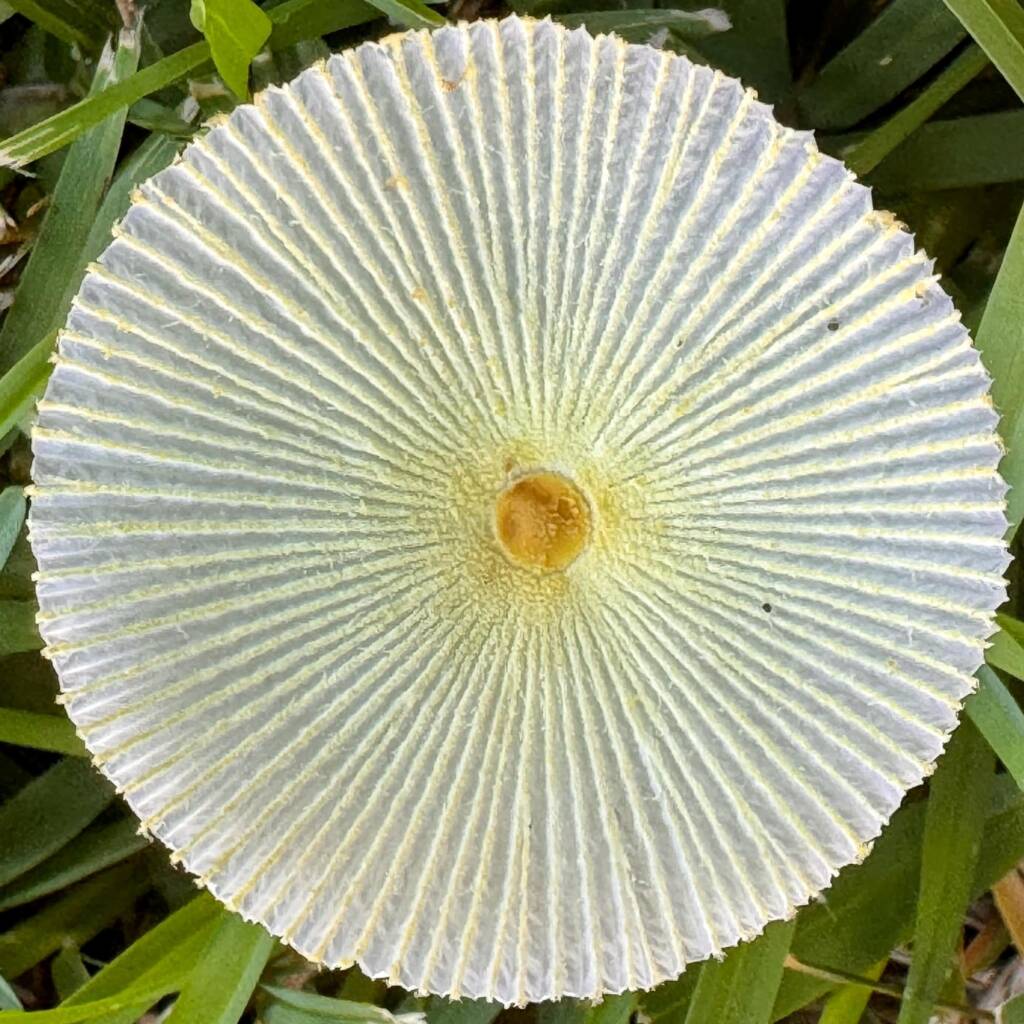 Fragile Dapperling (Leucocoprinus fragilissimus), Lennox Head NSW © Cassidy Taylor