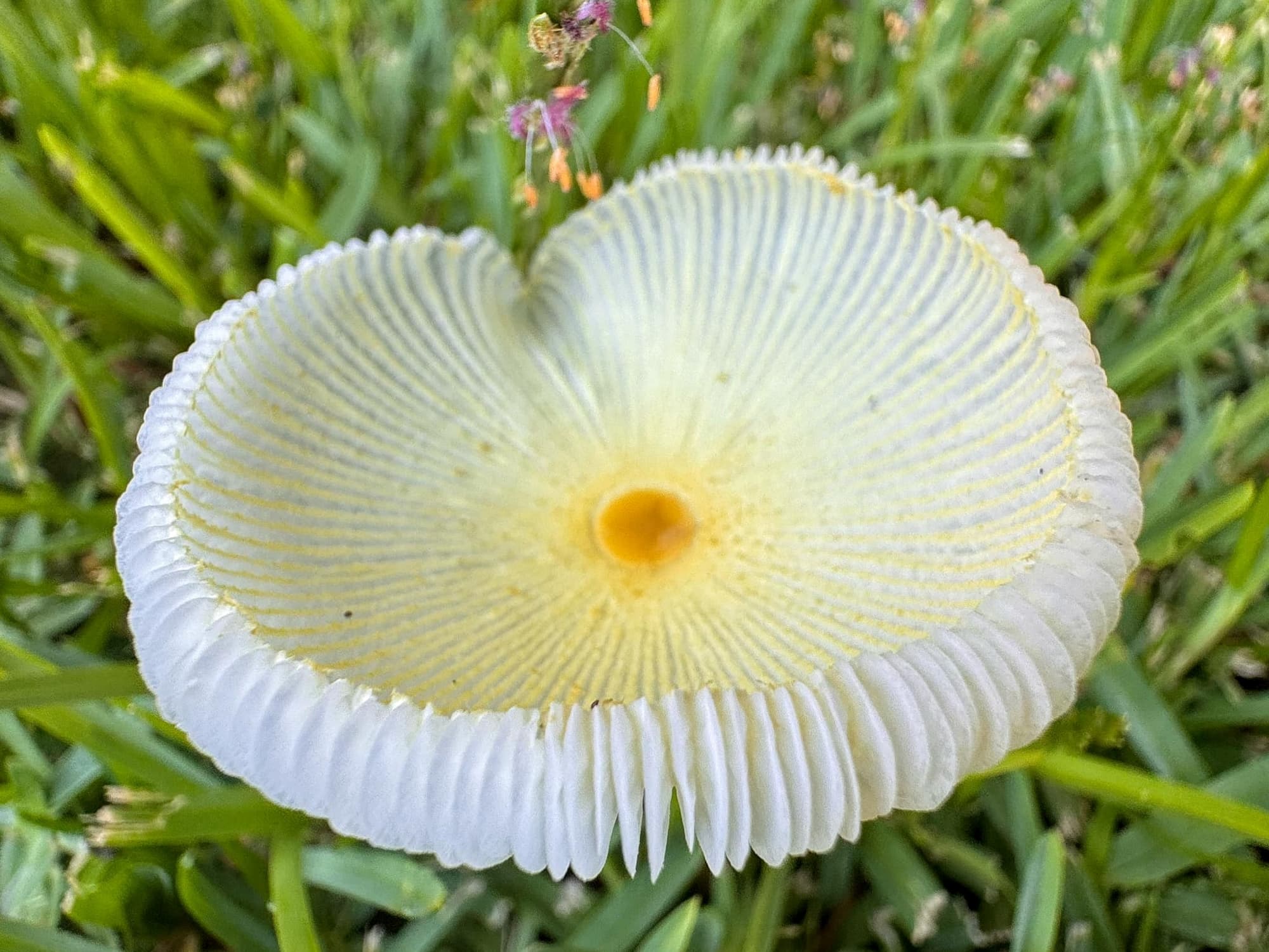 Fragile Dapperling (Leucocoprinus fragilissimus), Lennox Head NSW © Cassidy Taylorq