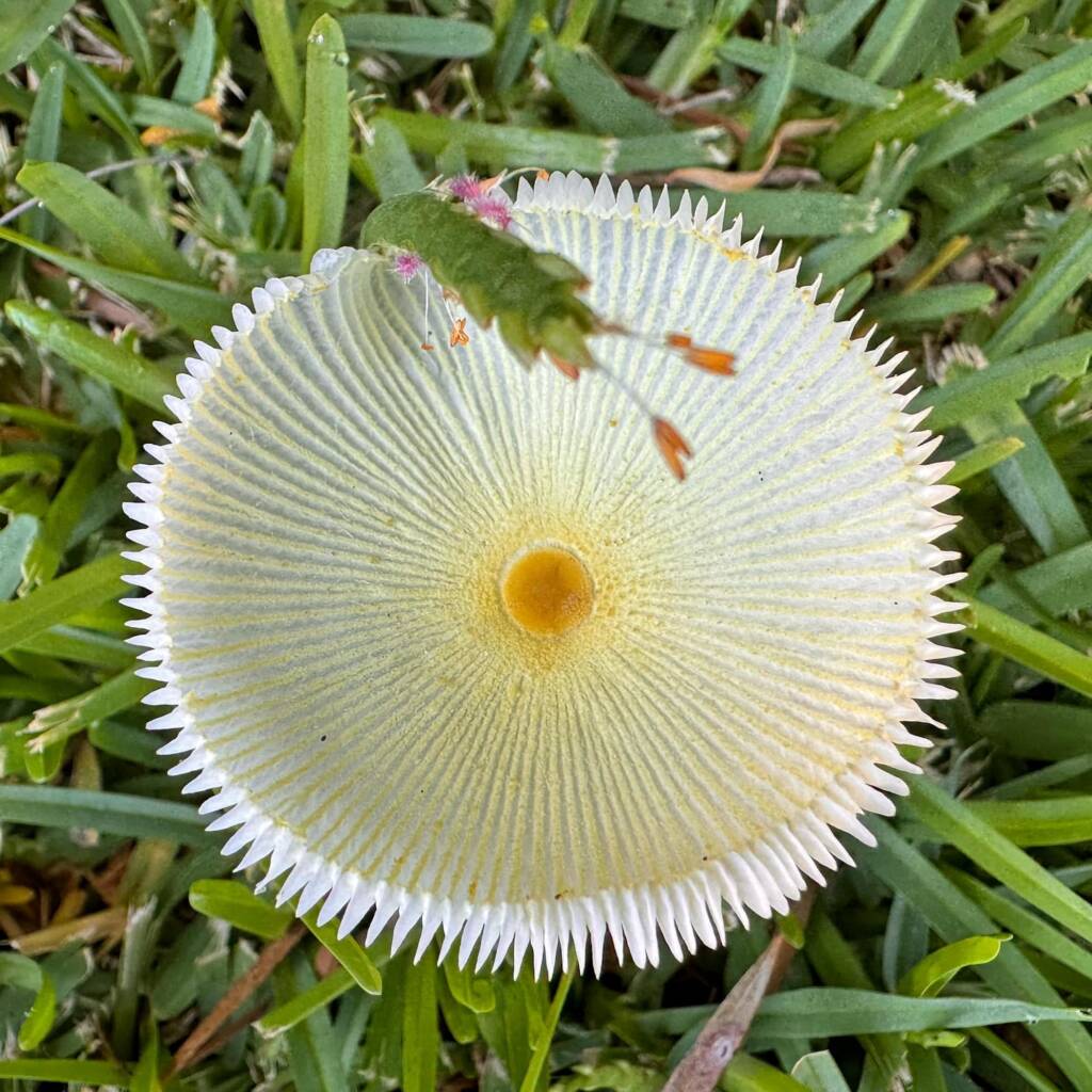Fragile Dapperling (Leucocoprinus fragilissimus), Lennox Head NSW © Cassidy Taylor