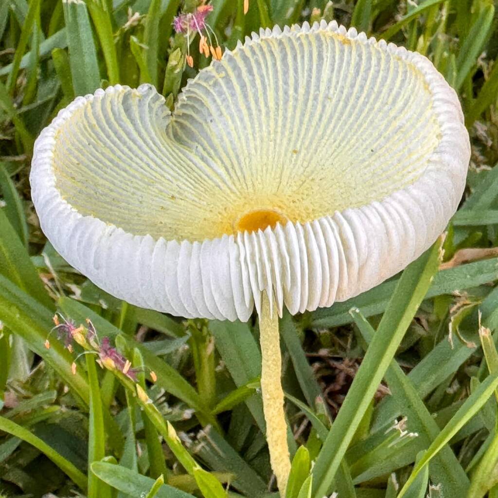 Fragile Dapperling (Leucocoprinus fragilissimus), Lennox Head NSW © Cassidy Taylor
