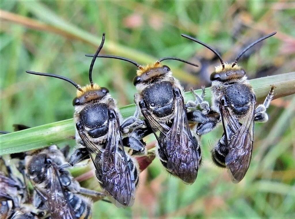 Green-and-gold Nomia Bee (Lipotriches australica), Wandella NSW © Deb Taylor