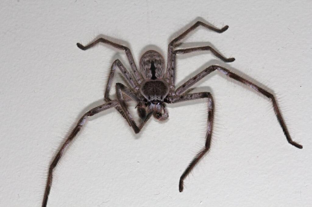 Giant Grey Huntsman Spider (Holconia immanis), Ballandean QLD © Marc Newman