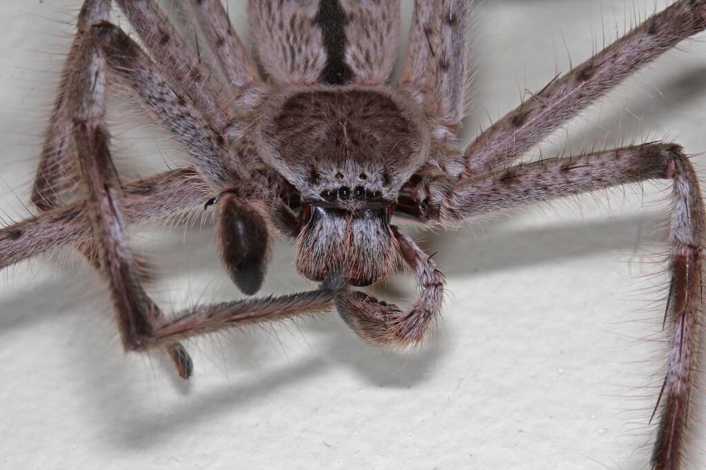 Giant Grey Huntsman Spider (Holconia immanis), Ballandean QLD © Marc Newman
