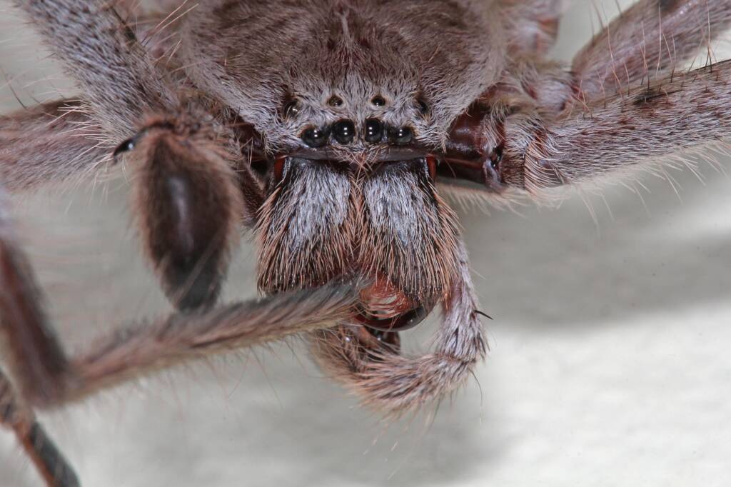 Giant Grey Huntsman Spider (Holconia immanis), Ballandean QLD © Marc Newman