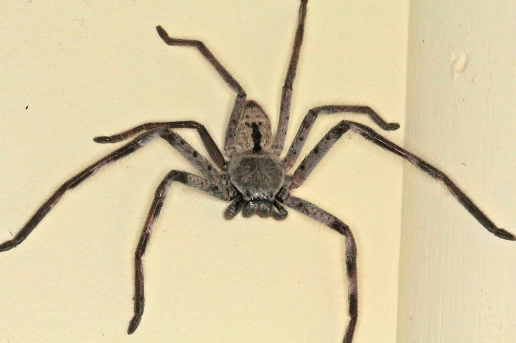Giant Grey Huntsman Spider (Holconia immanis), Ballandean QLD © Marc Newman