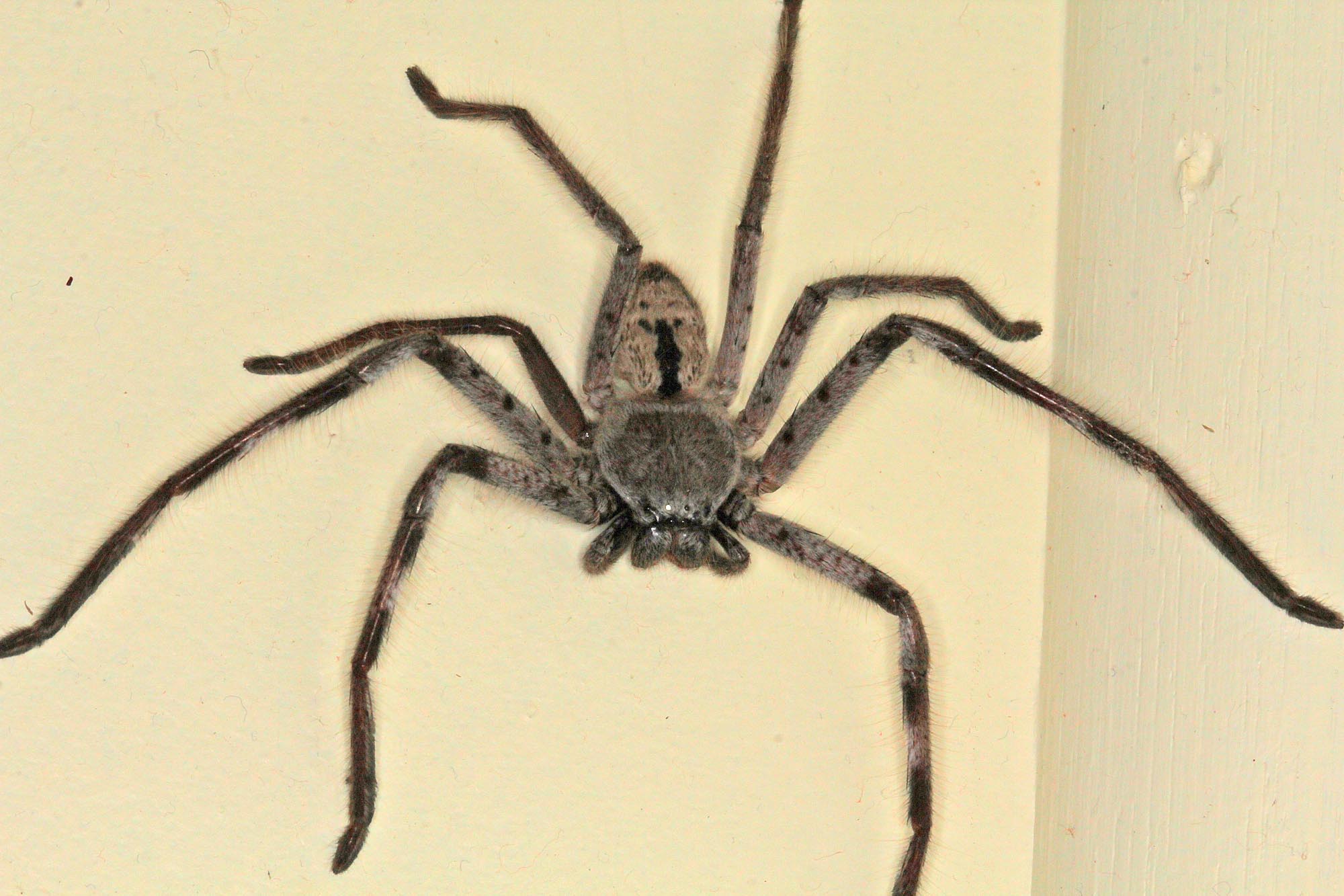 Giant Grey Huntsman Spider (Holconia immanis), Ballandean QLD © Marc Newman