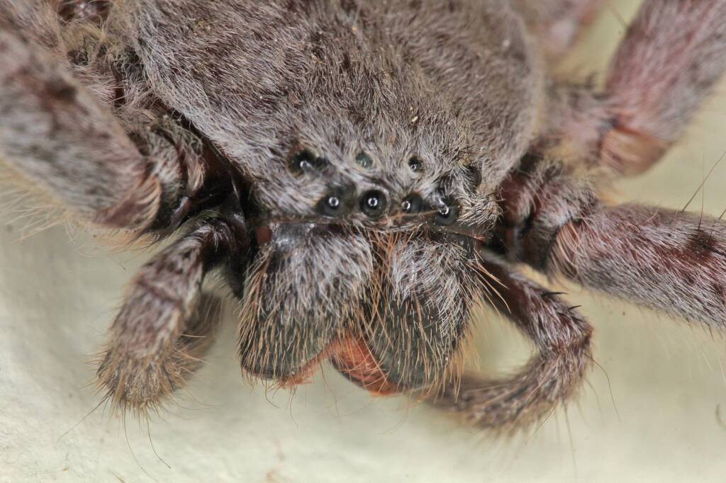 Giant Grey Huntsman Spider (Holconia immanis), Ballandean QLD © Marc Newman