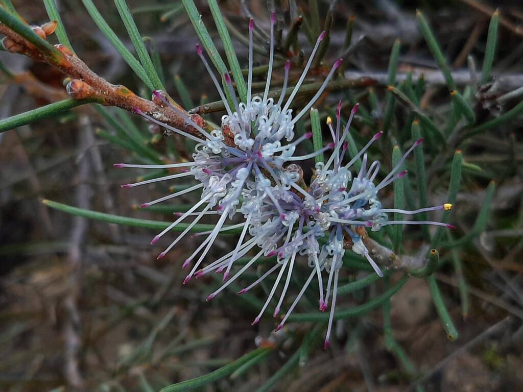 Hakea lehmanniana (Blue Hakea), Stirling Range NP WA © Terry Dunham