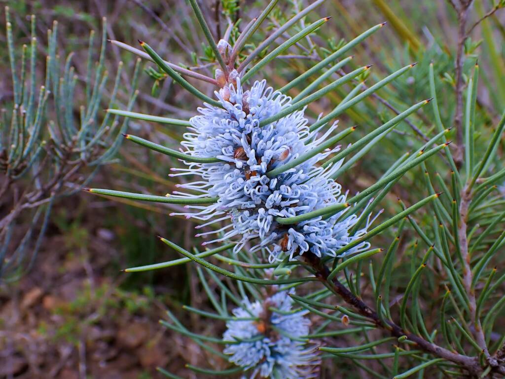 Hakea lehmanniana (Blue Hakea), Stirling Range NP WA © Terry Dunham
