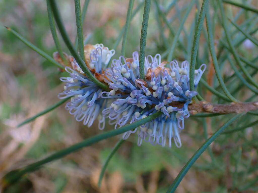 Hakea lehmanniana (Blue Hakea), Stirling Range NP WA © Terry Dunham