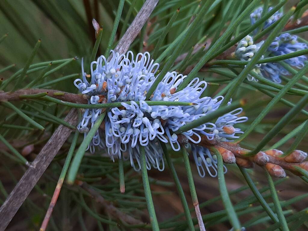 Hakea lehmanniana (Blue Hakea), Stirling Range NP WA © Terry Dunham