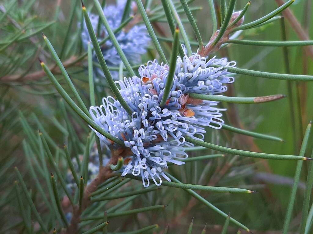 Hakea lehmanniana (Blue Hakea), Stirling Range NP WA © Terry Dunham