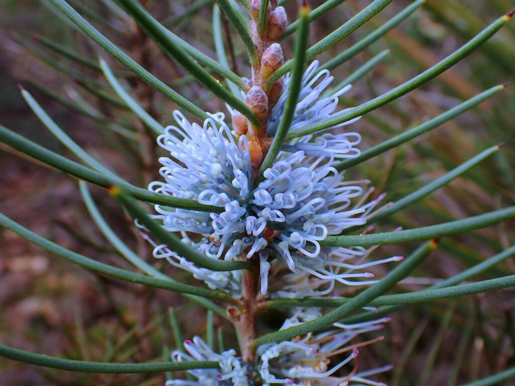 Hakea lehmanniana (Blue Hakea), Stirling Range NP WA © Terry Dunham