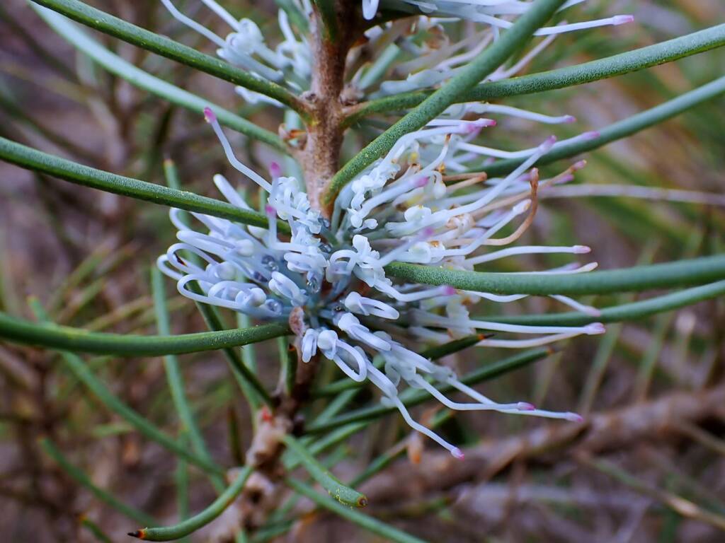 Hakea lehmanniana (Blue Hakea), Stirling Range NP WA © Terry Dunham