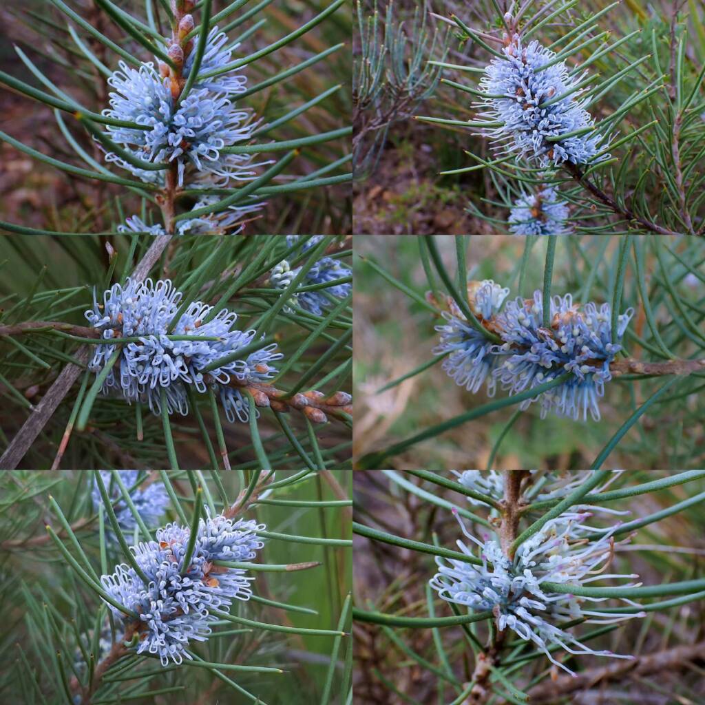 Hakea lehmanniana (Blue Hakea), Stirling Range NP WA © Terry Dunham